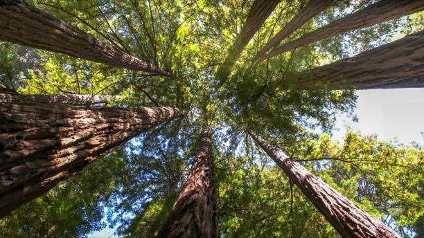 How Our Tree Care Process Works  in Waikapu, HI